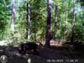 2013 August Trail Cam Three Way Boar