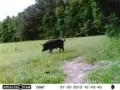 2013 July Trail Cam E1 Boar