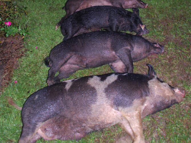 Hog party 2020 12 15 051017