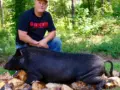 2016 Hog Harvest Photos rapphog