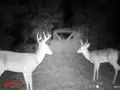 2016 Trail Cam Deer 002