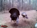 2016 Trail Cam Turkeys 003