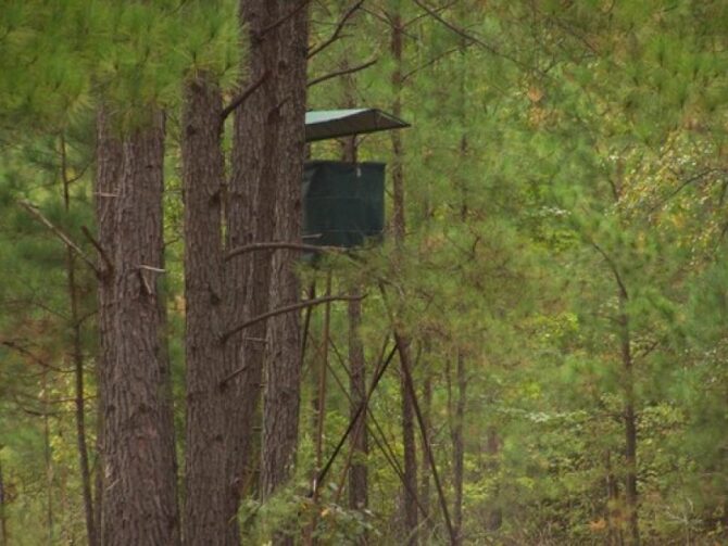 Red bluff lodge pinewoods stand