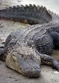 Gator 2020 12 15 050514