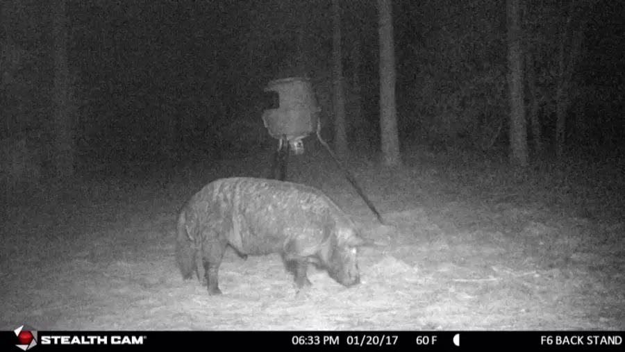 Tank 2020 12 15 061154